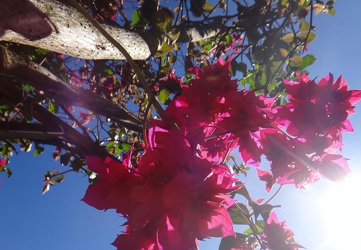 什么品种的巴西花好,巴西进口最好养的花