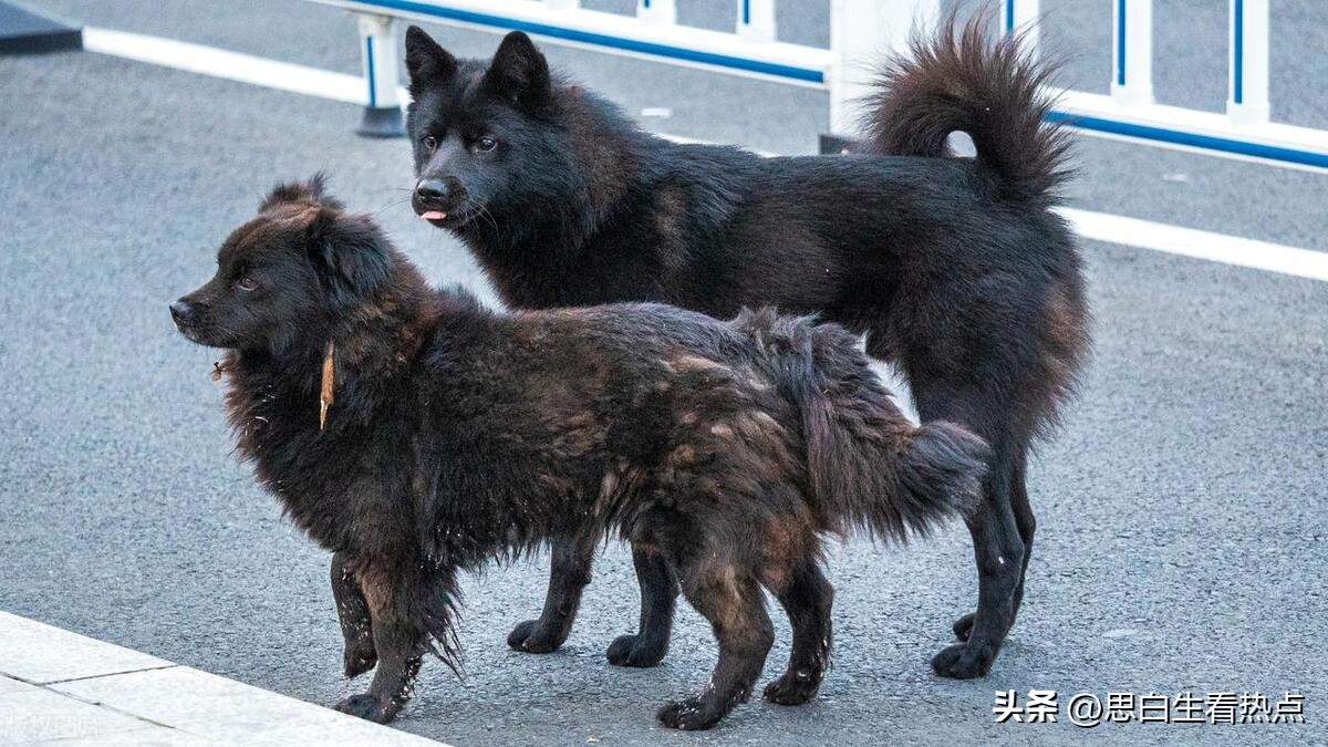 将解放军比作了野狗，这是李昊石最大的问题