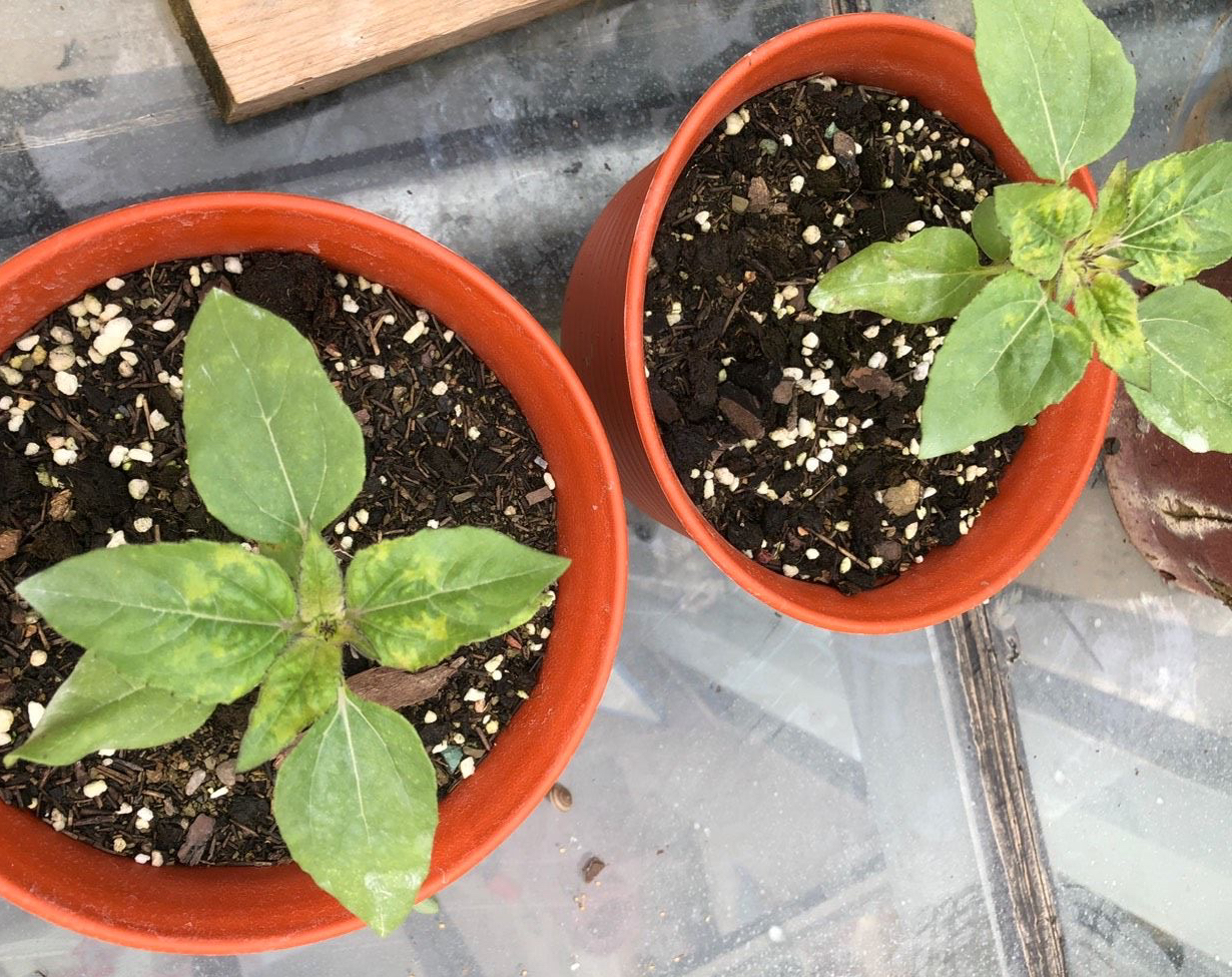 养花播种,养花小知识室内盆栽种植小技巧