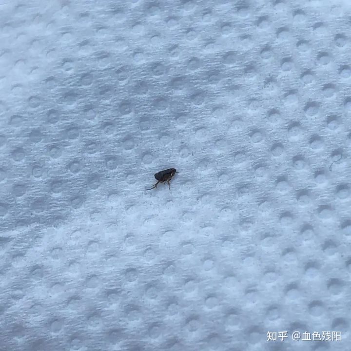 长寿猫咪,想要猫咪长寿需要注意这三件事