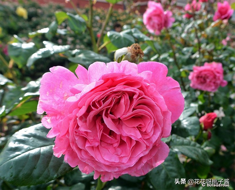 黄色月季哪个品种耐热耐晒抗病强,最耐热耐晒的切花藤本月季品种