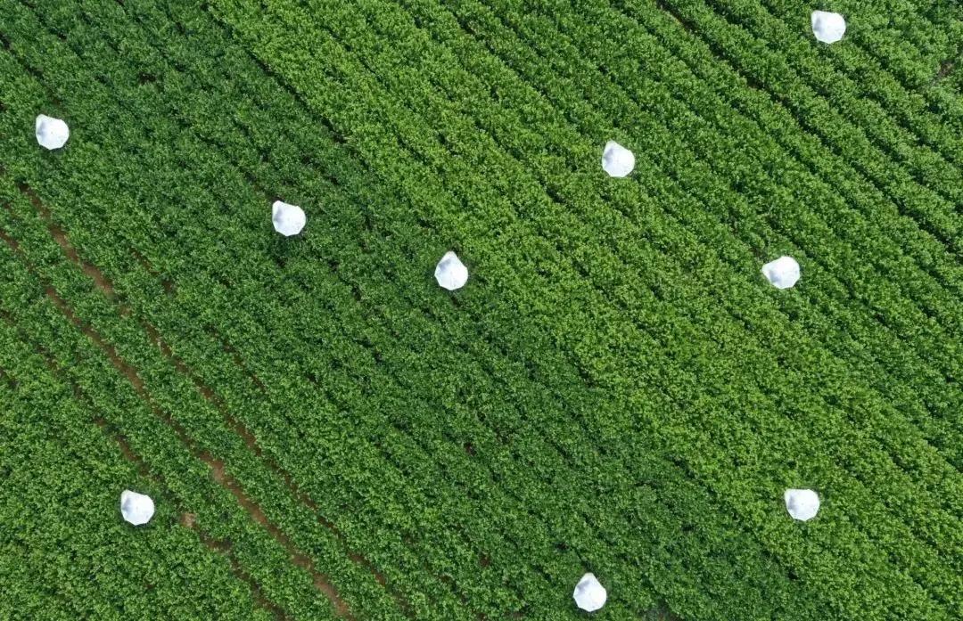 好一朵横州茉莉花搭上“电商快车”走天下