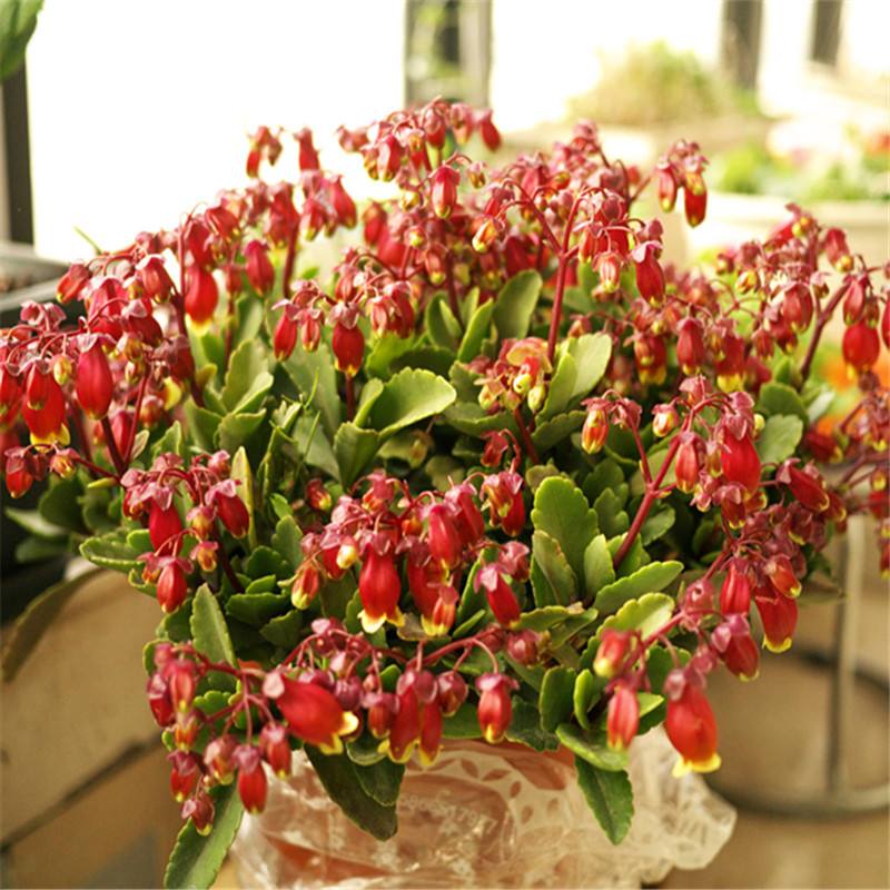 会开花的吊兰有几种,十种最好养的吊兰花