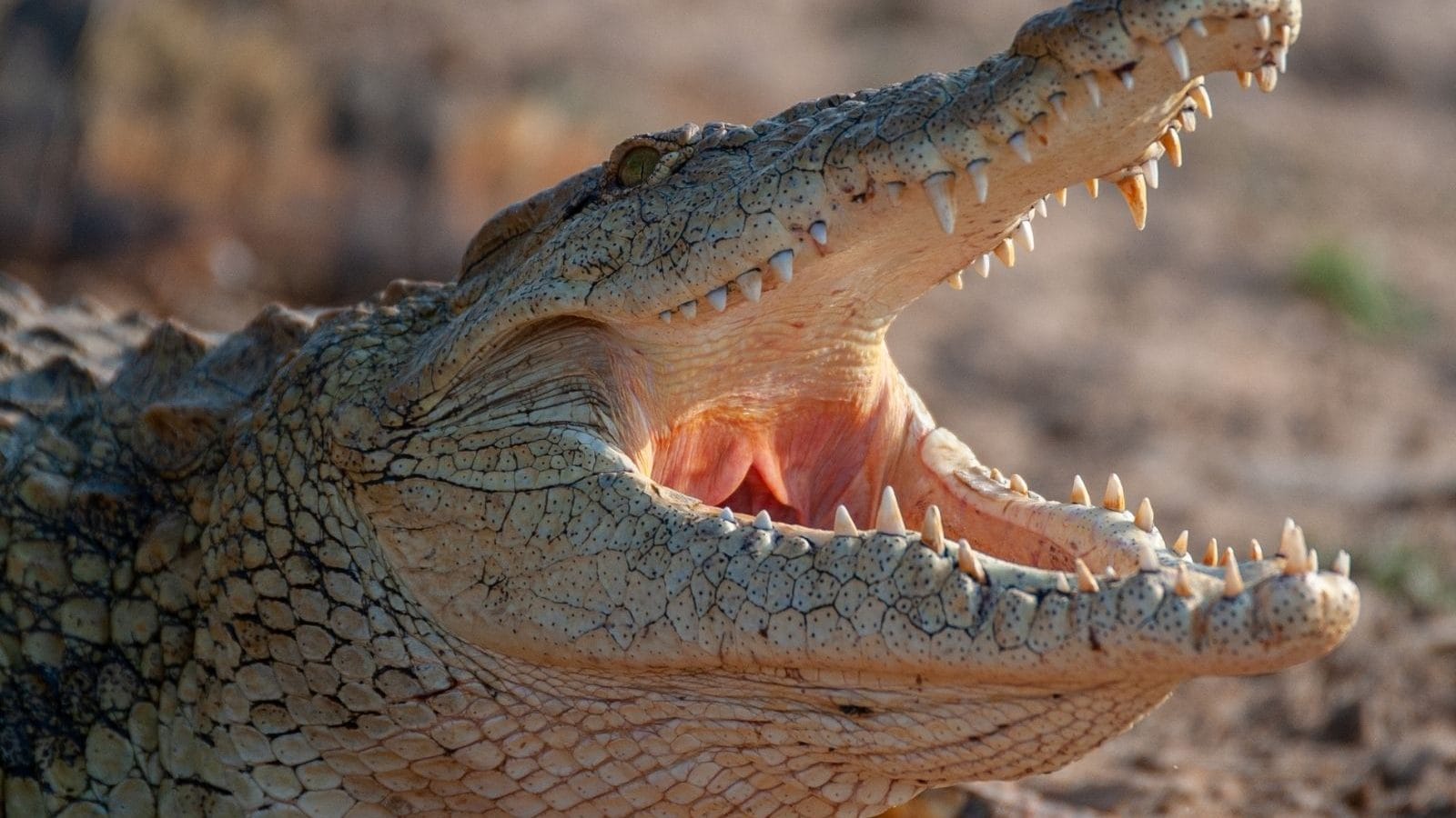 尼罗鳄vs非洲象,尼罗鳄打得过狮子吗