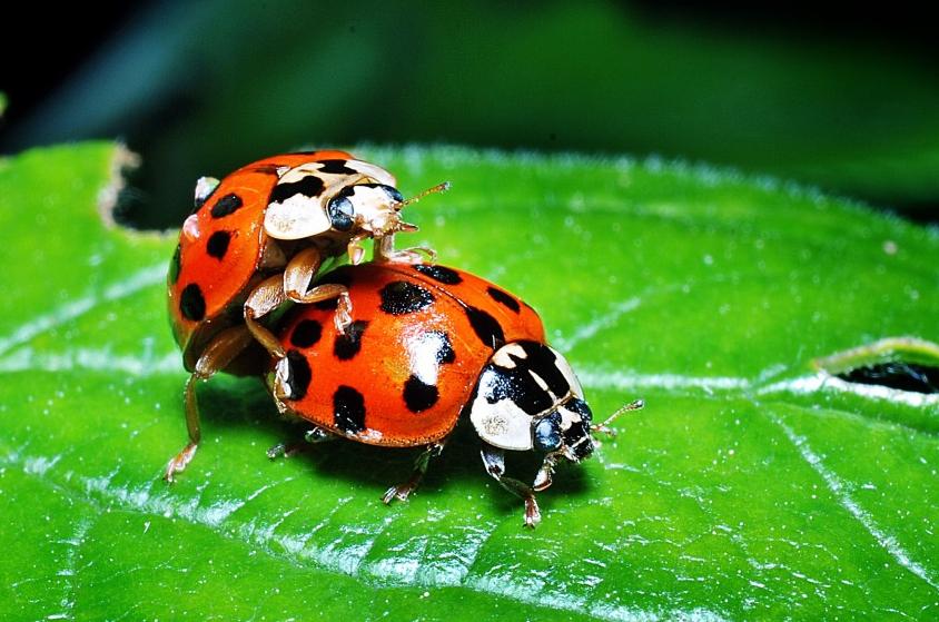 为什么同样是瓢虫,有的是人类的好朋友,有的却是农业的大敌?