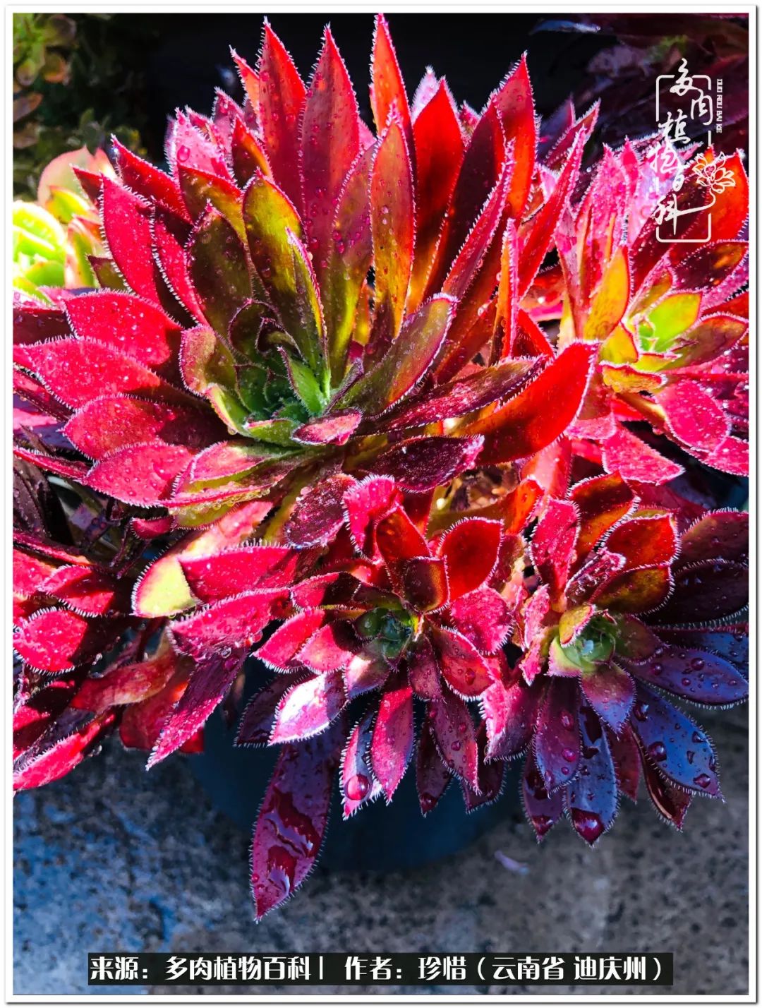 给生命一份淡然还岁月一份从容,给生命留一份洒脱的话