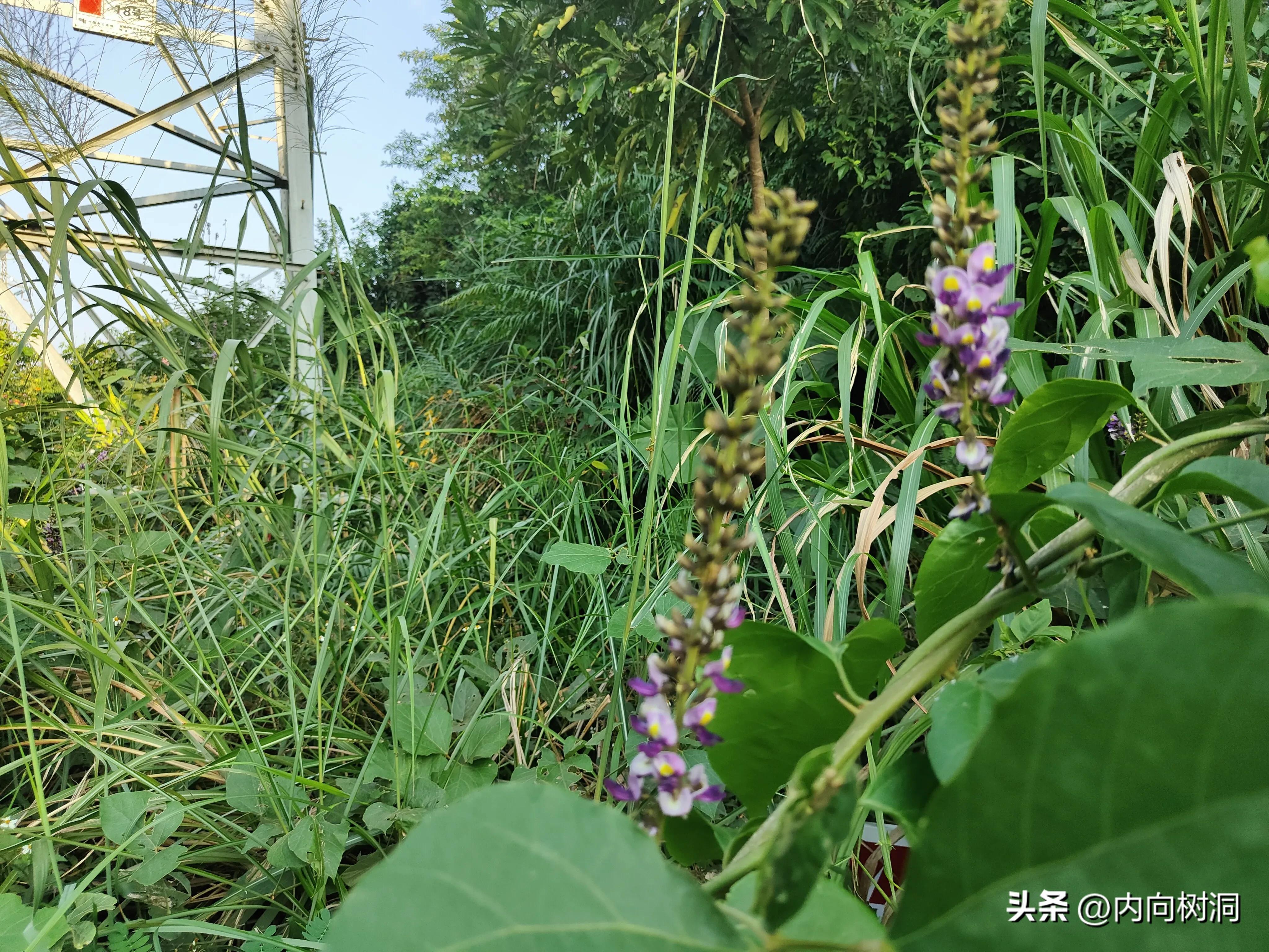 淘金山求水山徒步线路,求水山淘金山绿道在哪里