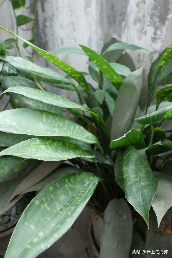 缇庢床浼犵粺鍖诲,鍙や唬缇庢床鎬庝箞娌荤梾