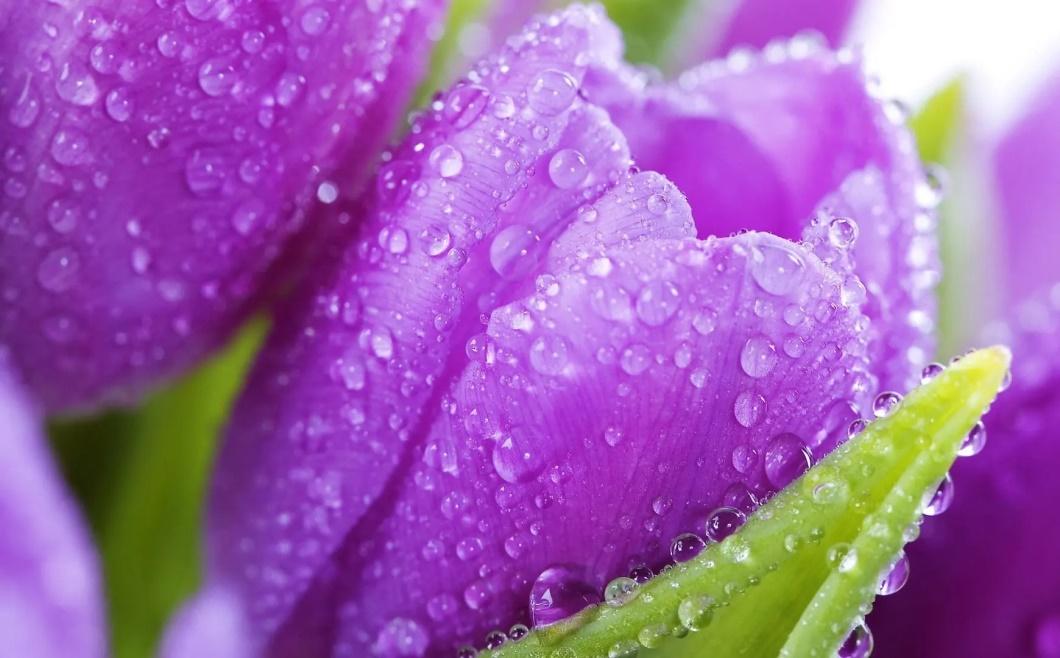 母亲节恐怖故事,母亲节背后的历史