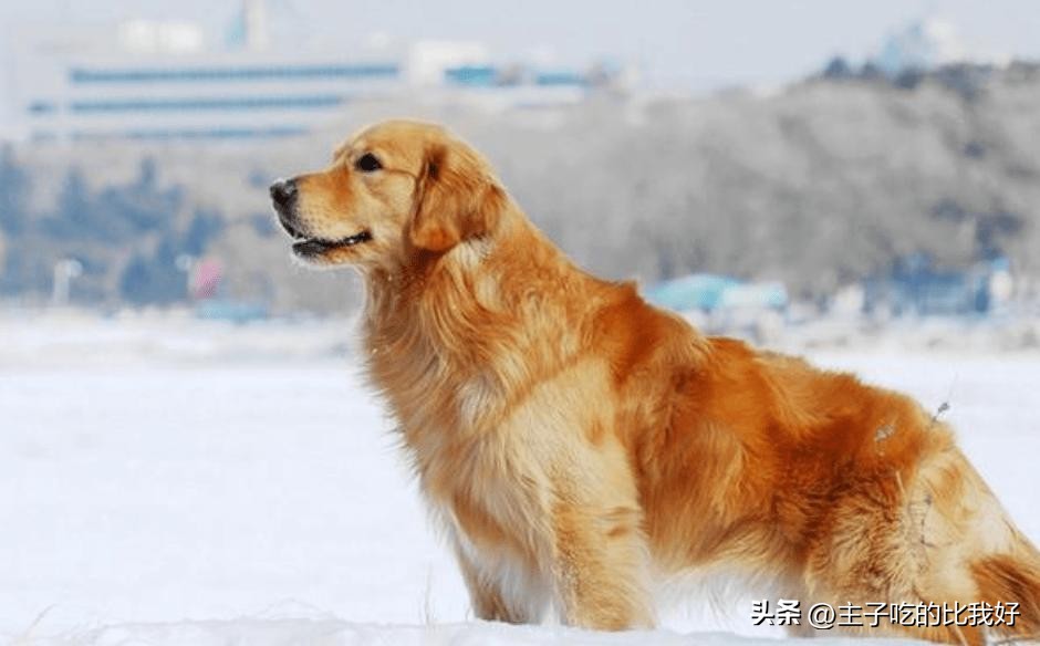 养宠知识问与答,宠兽小知识100条