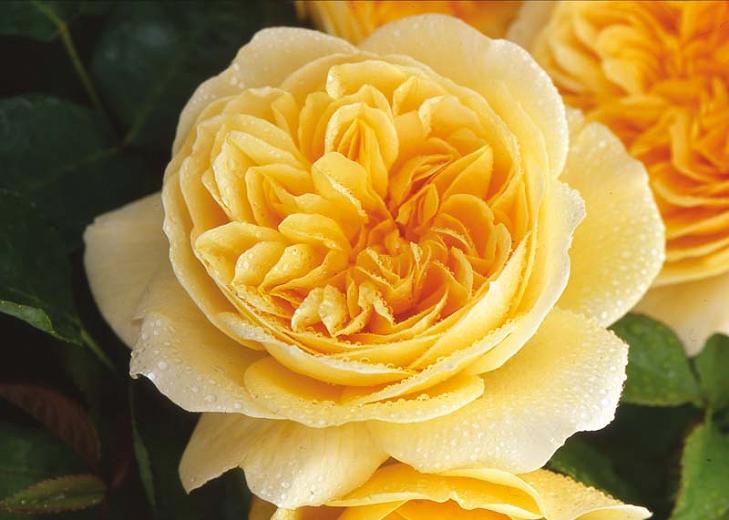 月季欢笑格鲁吉亚怎么养,月季欢笑格鲁吉亚开花过程