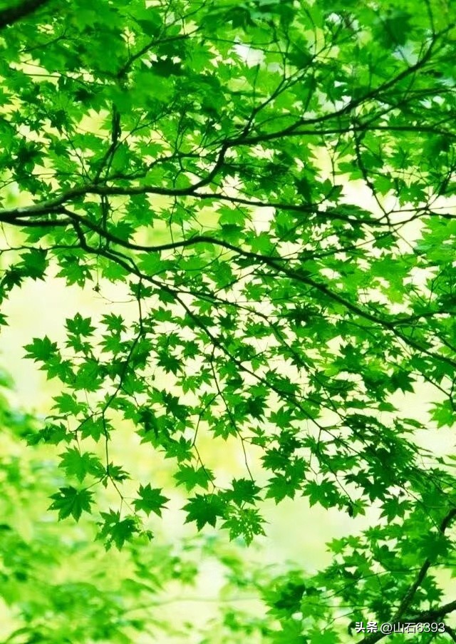 【战友美文】郭福成（天王福哥）：《*梦春**》（诗）