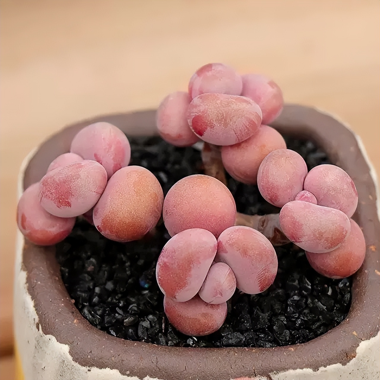 夏季怎么预防桃蛋化水,桃蛋夏季怎么养护