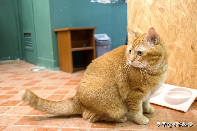 橘猫公猫独有特征是什么,橘猫是公猫还是母猫呢