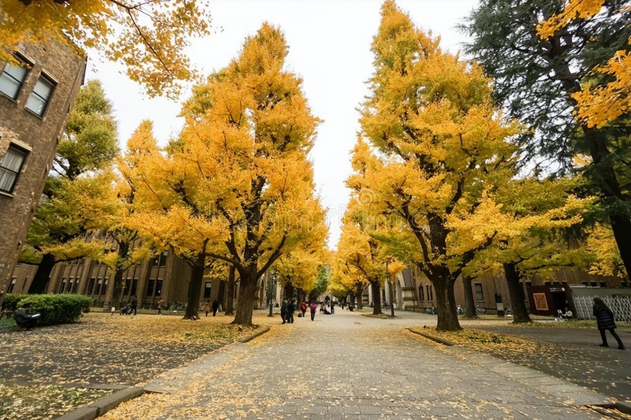 亚洲十强高校,亚洲10强大学排名