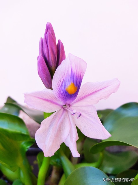 在广州，连水库都有它的故事——集益水库和水葫芦的那些往事