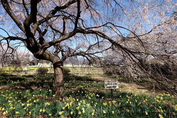 【说说日本的三大樱、五大樱以及观赏期推荐、交通路线介绍】