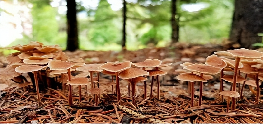 大连安波鸿缘温泉山庄,安波鸿缘温泉山庄