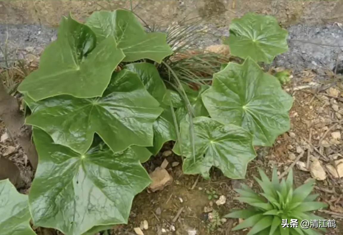 人称“江边一碗水”，荒野3月开紫花，细读栽培“5措施”秒懂种植