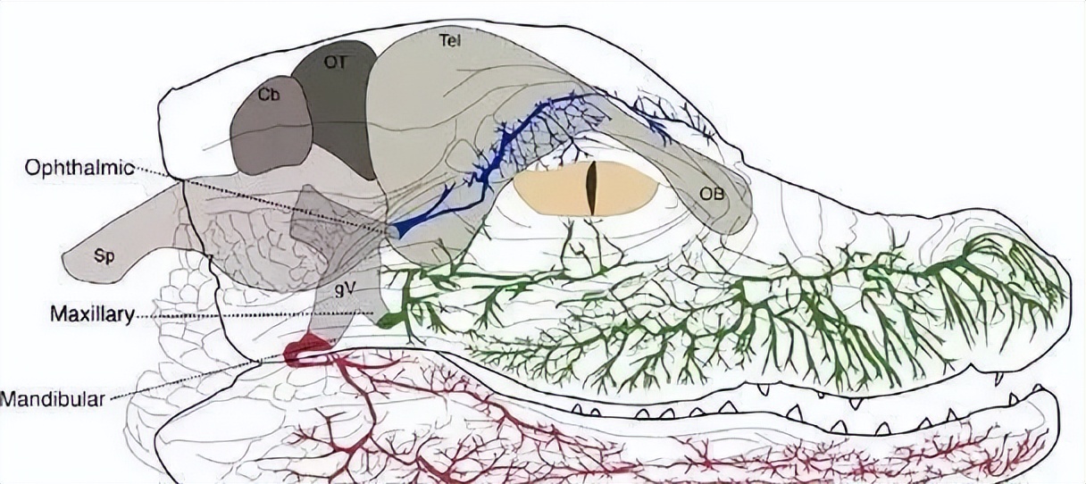 人有三个大脑是什么样的,三个大脑理论