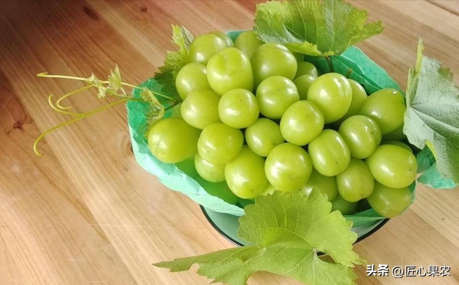 阳光玫瑰葡萄苗扦插好还是嫁接好,阳光玫瑰种植原根好还是嫁接好