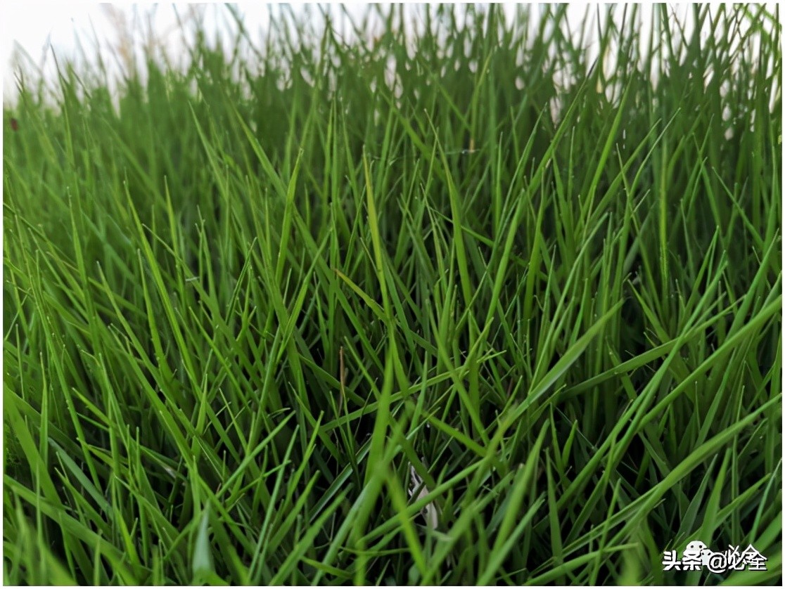 混播草坪搭配比例,草坪为什么要混播