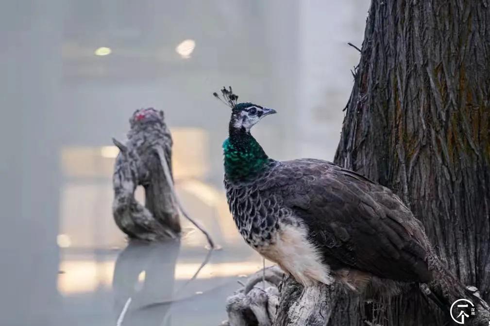 深圳4个绝美海岛,深圳值得游玩的小岛