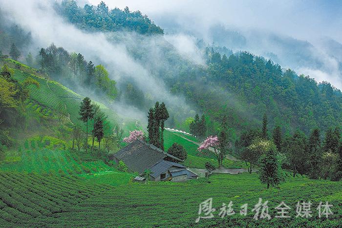 恩施硒茶品牌整合,恩施硒茶功效与作用