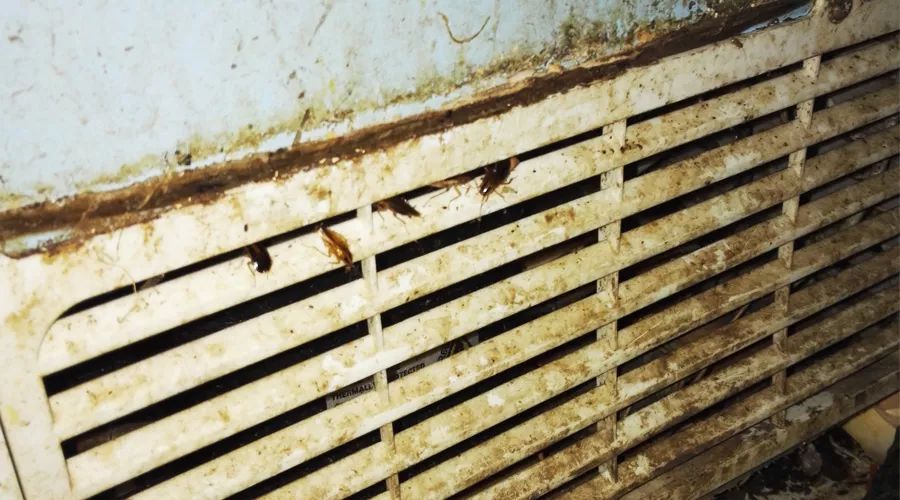 蟑螂怎么正确消灭最彻底非广告,蟑螂怎么正确消灭最彻底不看广告