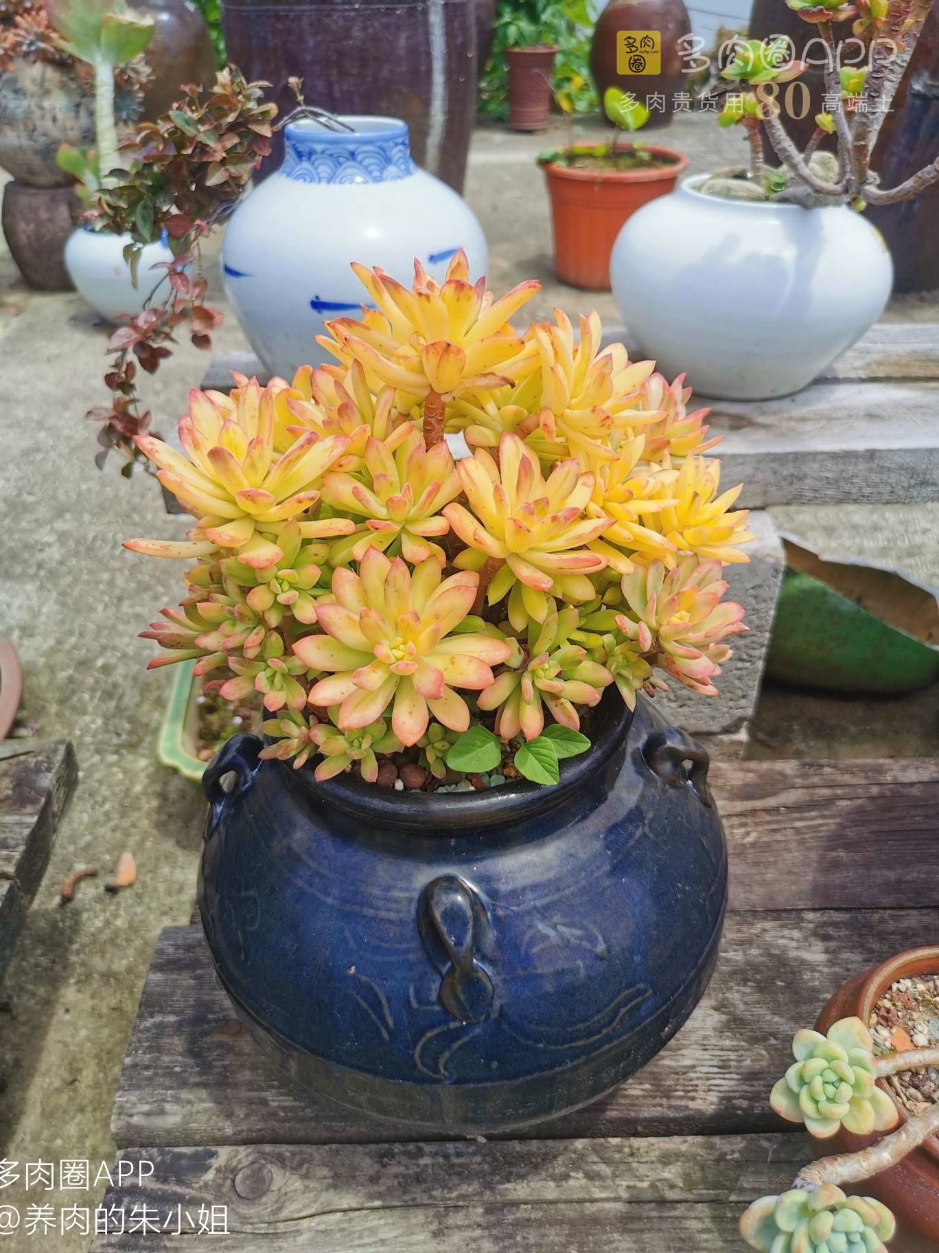 夏季高温多肉叶片软了一碰就掉,夏天多肉掉叶子怎么养