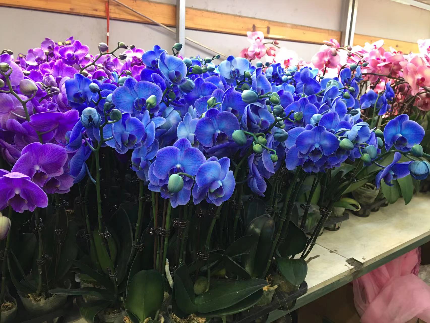 成都春天花卉市场哪里最便宜,成都温江区最便宜的花卉市场