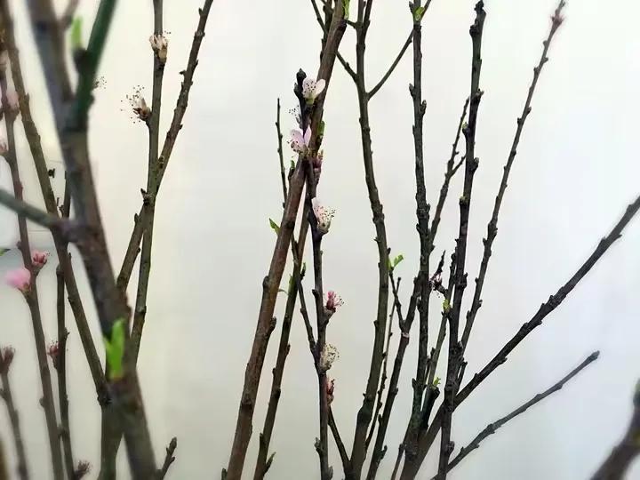 如何花最少的钱改造出租屋,怎样花最少的钱布置出租房