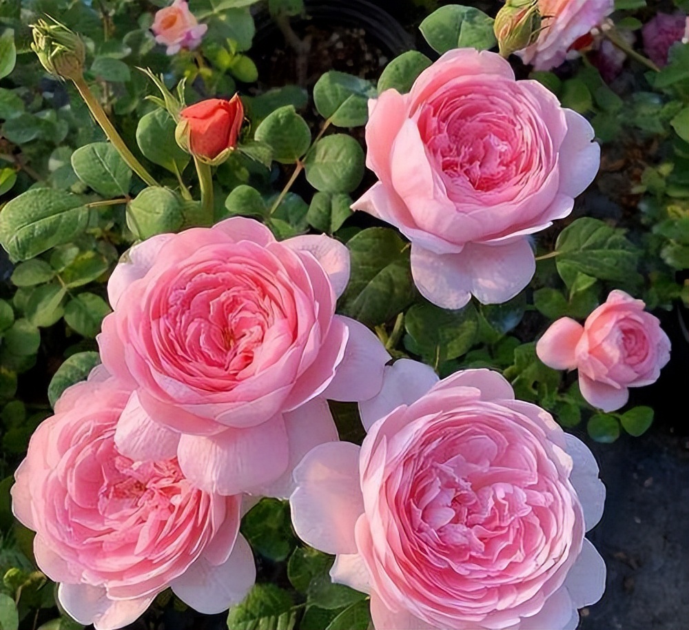 月季花品种瑞典女王是四季开花吗,瑞典女王和其他哪款月季花型相似
