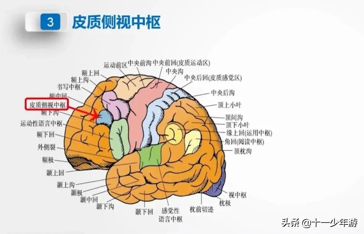 大脑的结构解剖示意图,大脑镰下疝解剖结构