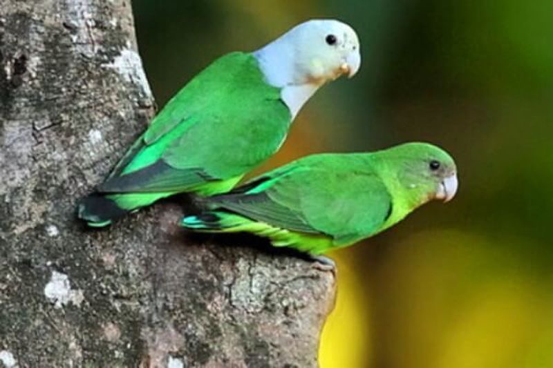 如何判断鹦鹉是单眼伤风还是换毛,鹦鹉常见病态表现有哪些