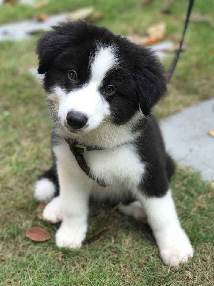 边牧不吃东西呕吐怎么回事,边牧一运动就呕吐怎么回事