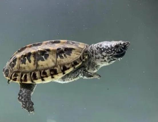 宠物水锈怎么去除妙招,宠物龟腐皮的真正原因