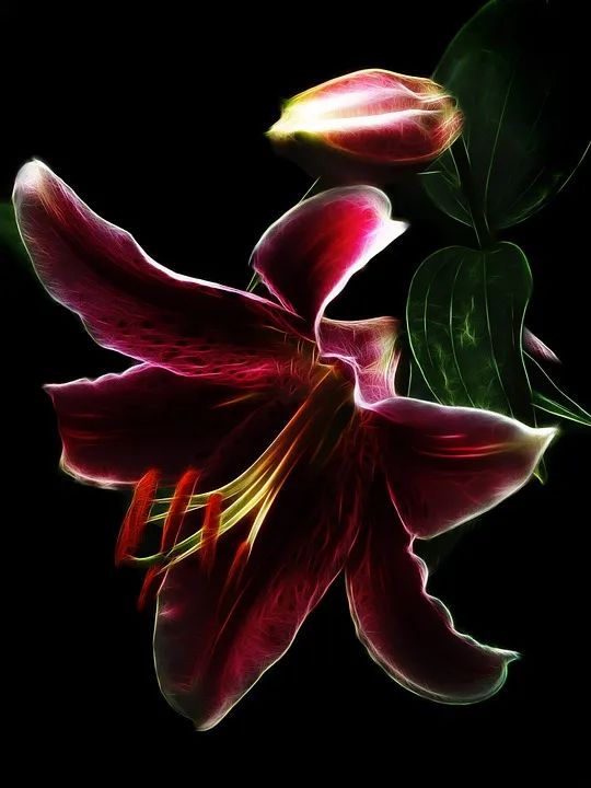 可以入药的百合品种,百合种类名称及图片及花语