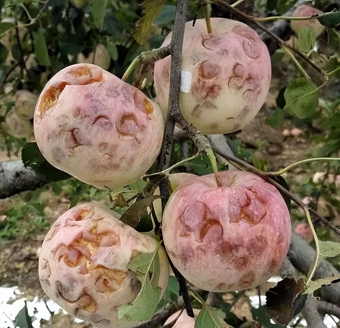 圈内人爆料的假恩爱夫妻,被骂最惨的一对秀恩爱夫妻