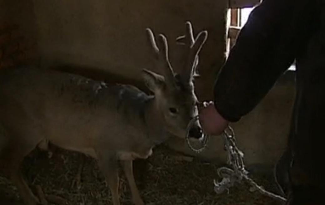 吉林一男子捡到梅花鹿,吉林男子野外捡鹿