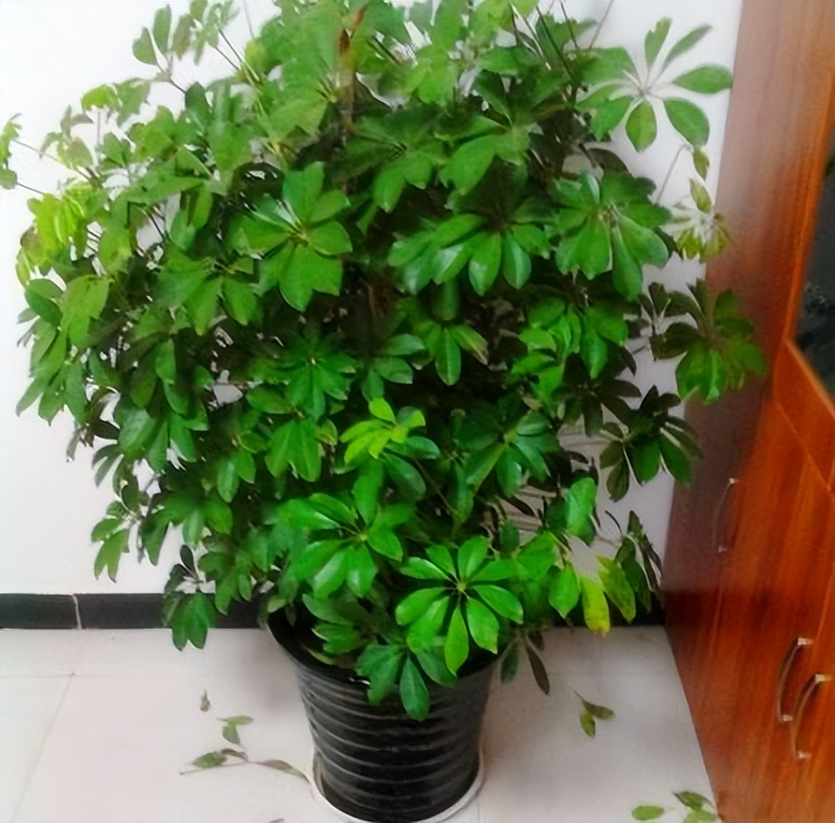 房子养什么绿植好,什么小绿植适合进新房养