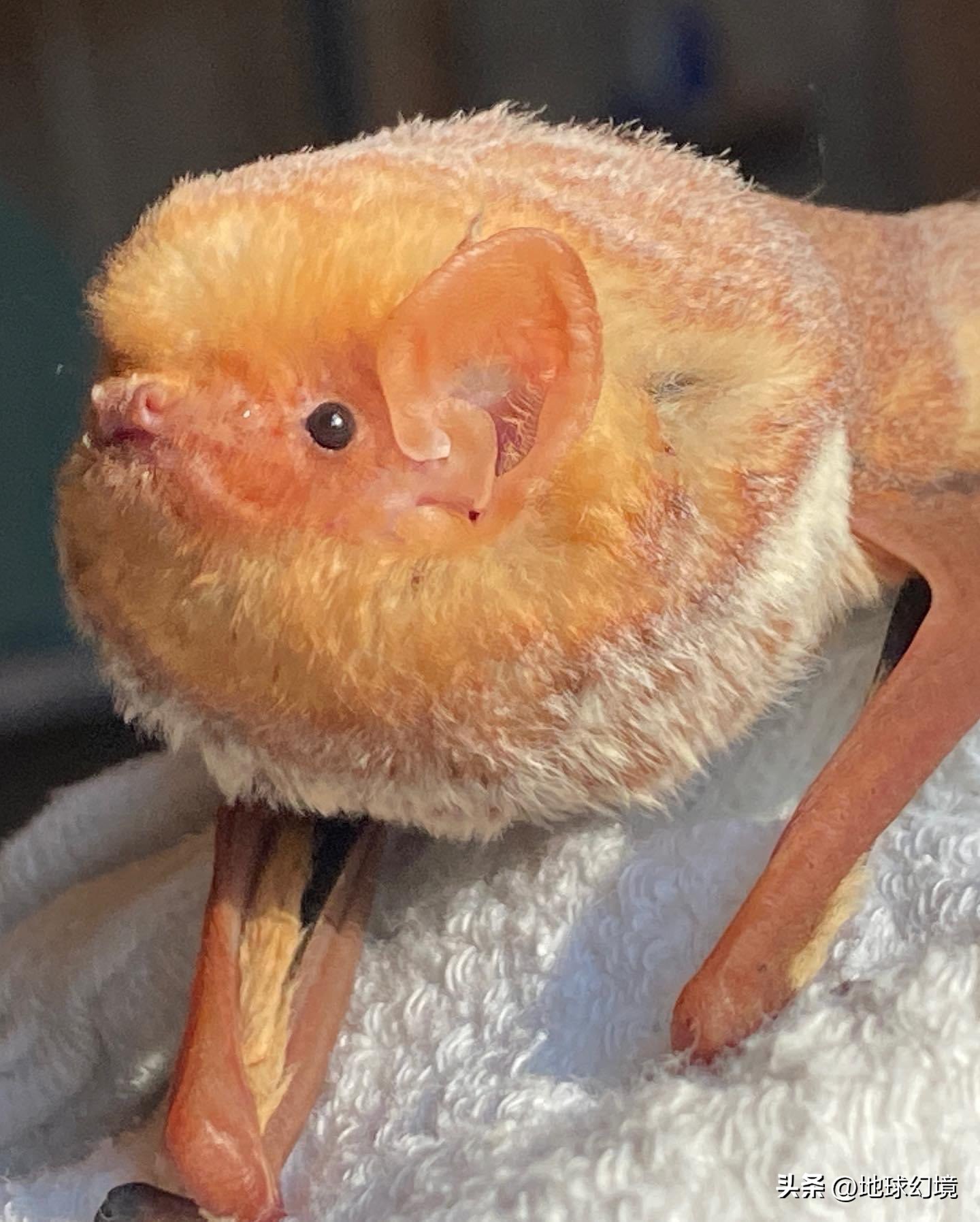 20张罕见的动物图片你看过几张,100张罕见动物照片