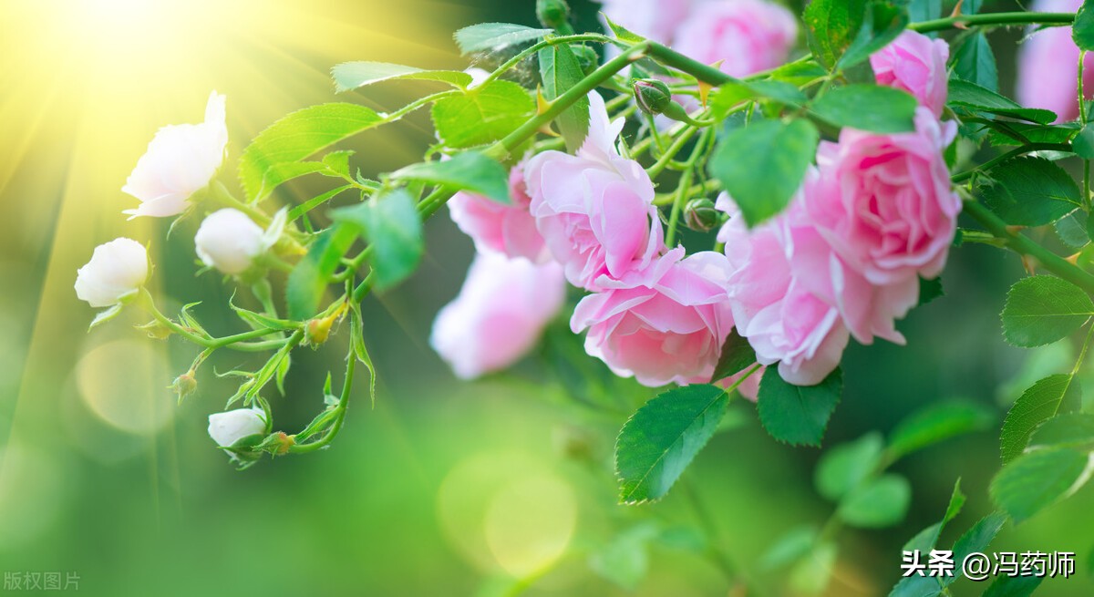 前列腺炎之肉芽肿性前列腺炎