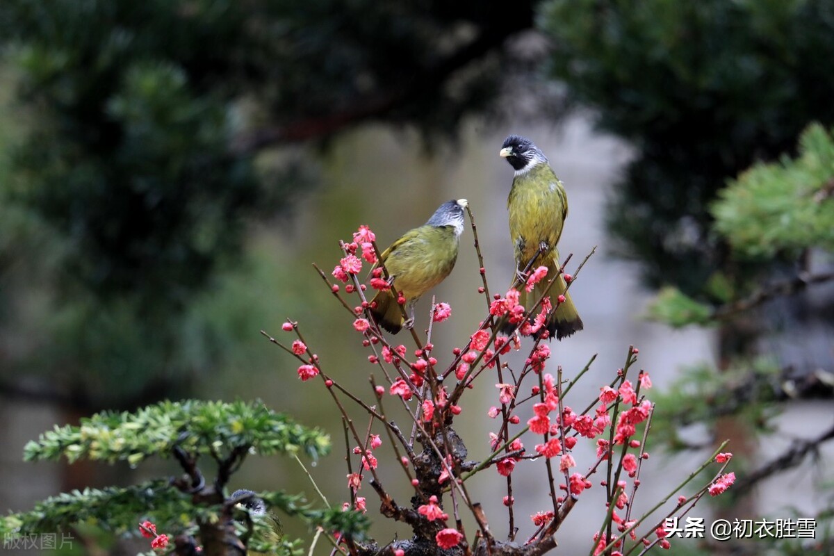 古诗前后两句都带春字,春节的古诗三首简单带有春字