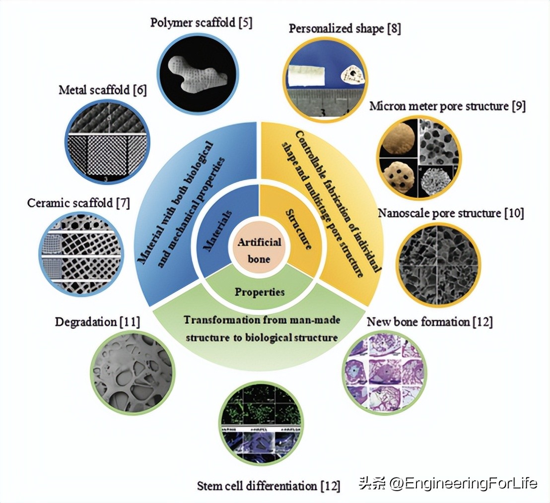 人造骨骨移植研究进展！面临三大挑战并进行未来展望