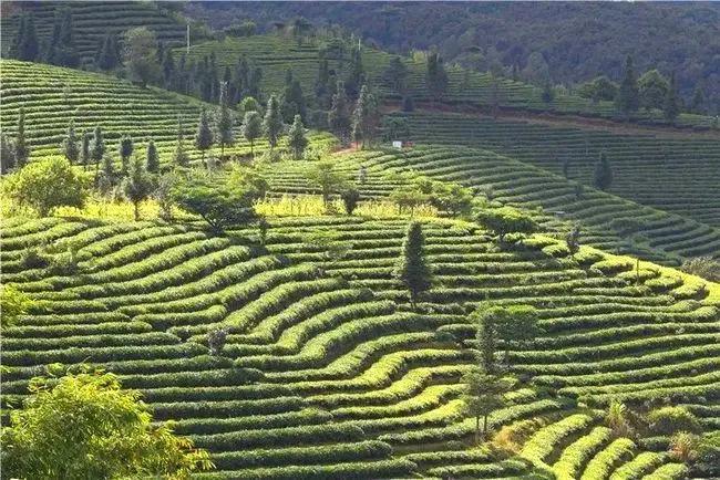 云南十大顶级茶叶品种,云南这四款茶喝过的都是骨灰级