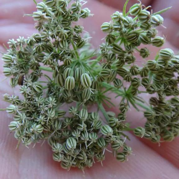 中药蛇床子的简介,中药蛇床子是治什么病的