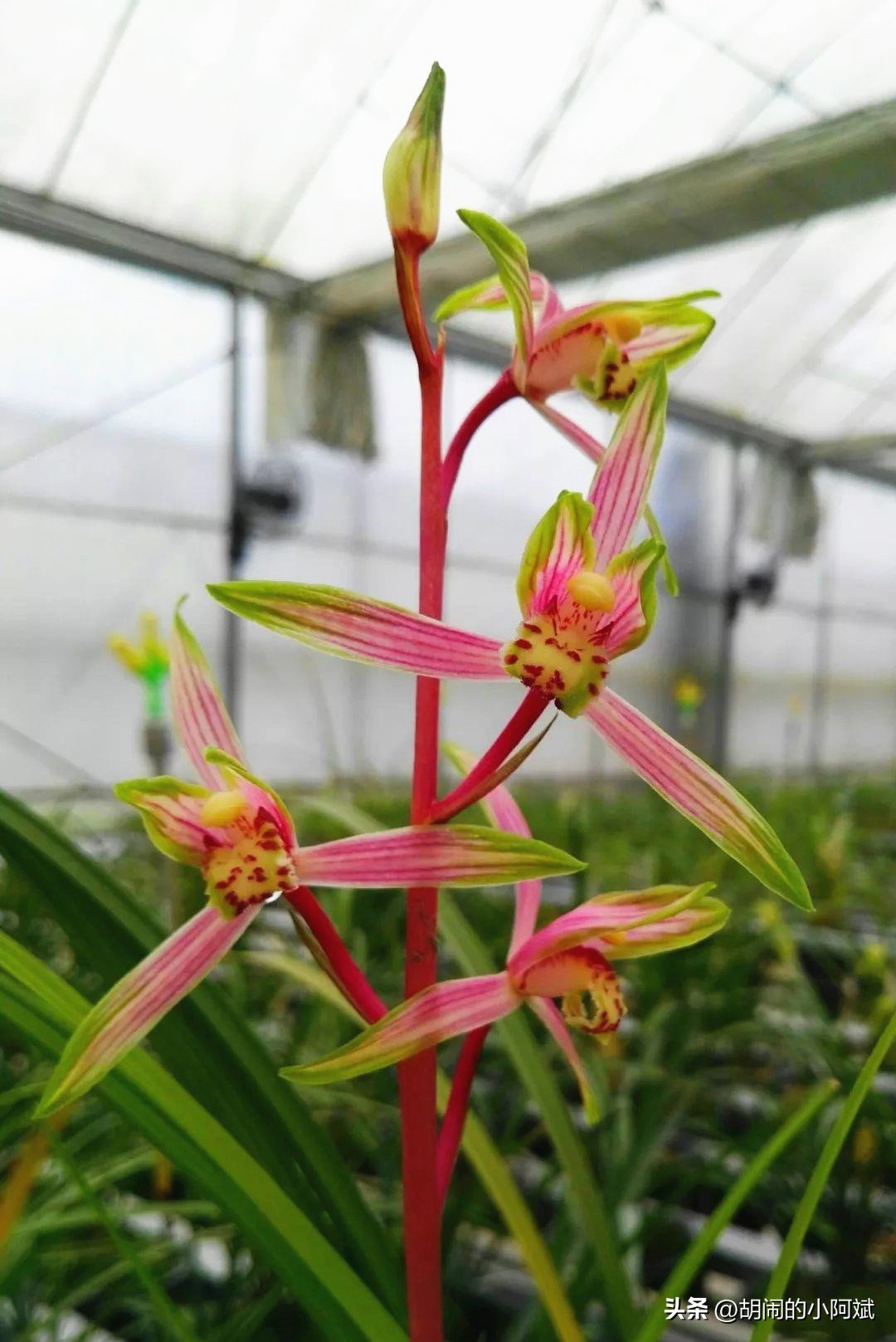 雪中兰花图片,兰花四季兰最好最香的品种