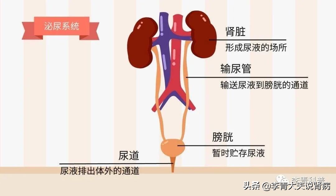 强肾的健康科普,肾脏病的科普