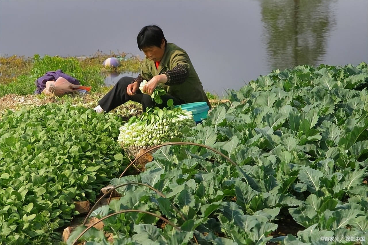 返乡创业乡村产业振兴,返乡创业助力乡村振兴新闻